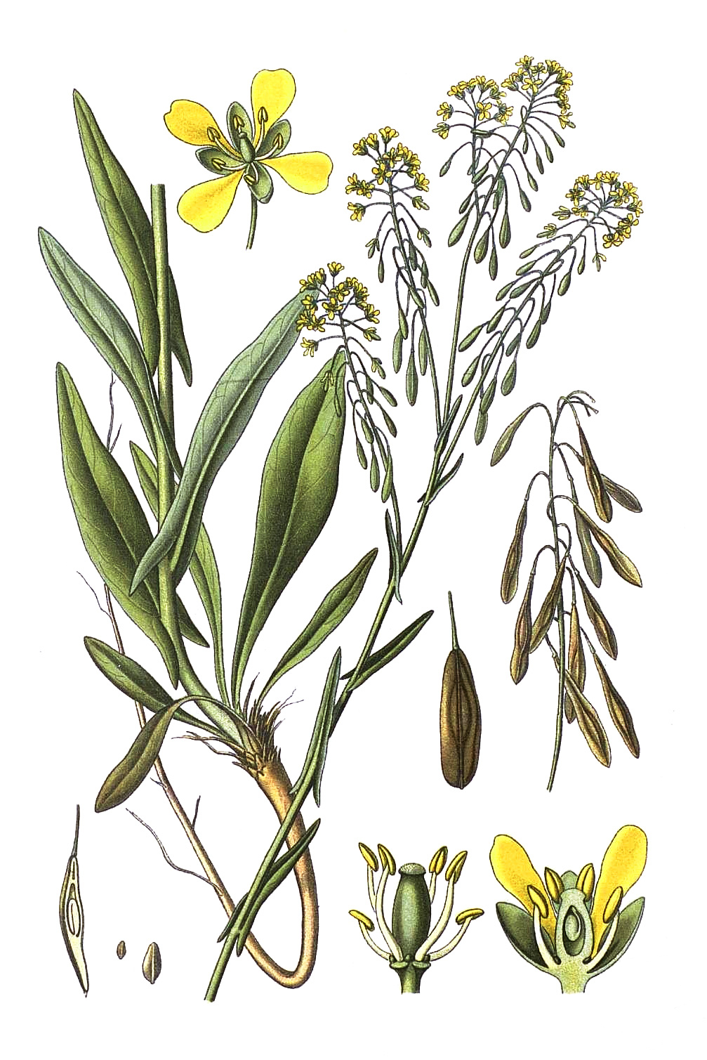 Isatis tinctoria, da A. Masclef, Atlas des plantes des France, 1893, v. 2, tav. 38
